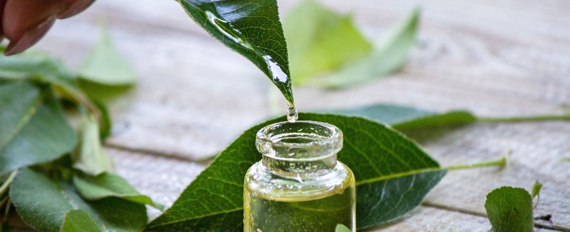 Jake Ma Tea Tree Olej Ucinky A Vyuziti V Peci O Plet